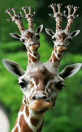 Girafes